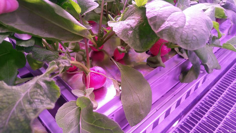 Mmmm, radishes.